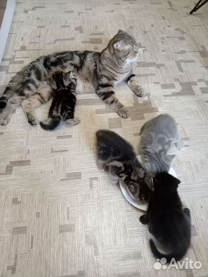 Шотландские котята