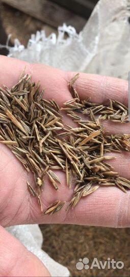 Костер/Кострец Семена