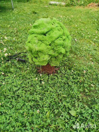 Ночник дерево