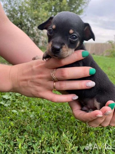 Вязка mini той терьер