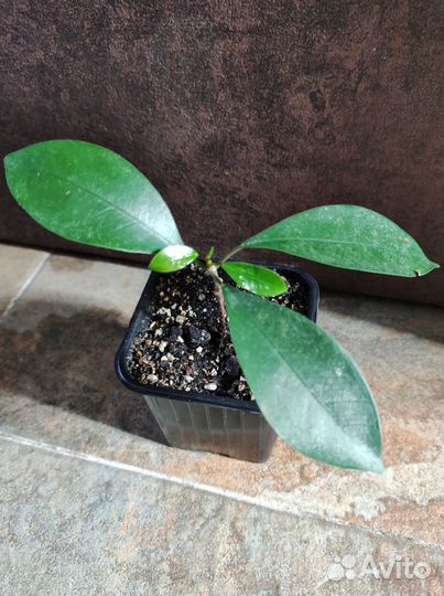 Комнатные растения (фикус Бенджамина, ф. Гинсенг)