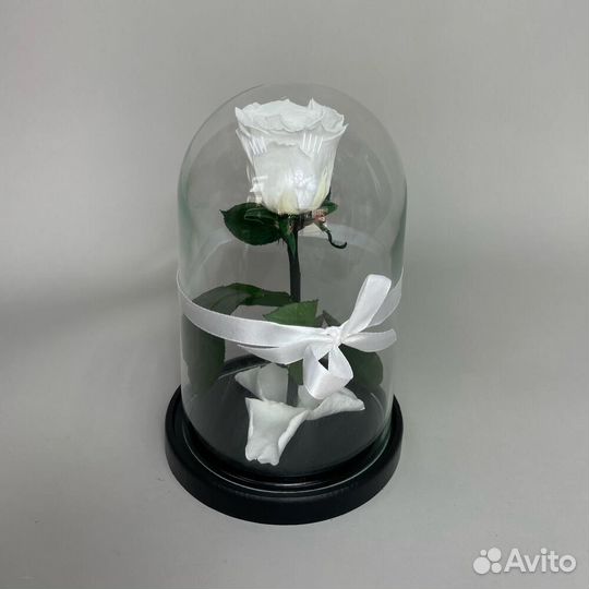 Стабилизированные розы в колбе