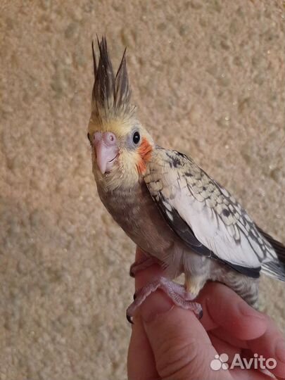 Передержка для животных. Гостиница