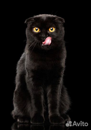 Шотландский вислоухий кот для вязки