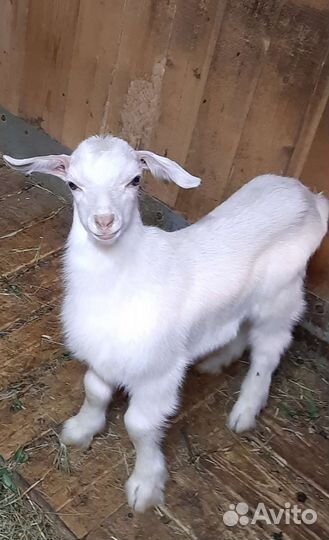 Козел зааненский