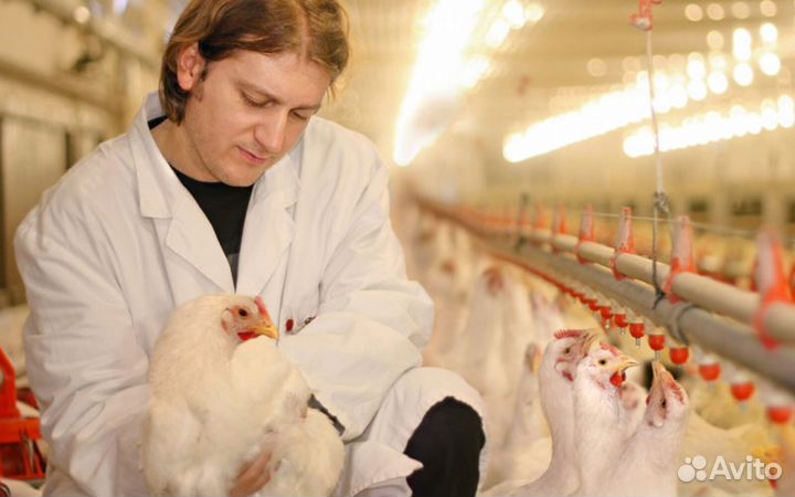 Разнорабочий на птицефабрику (Вахта)