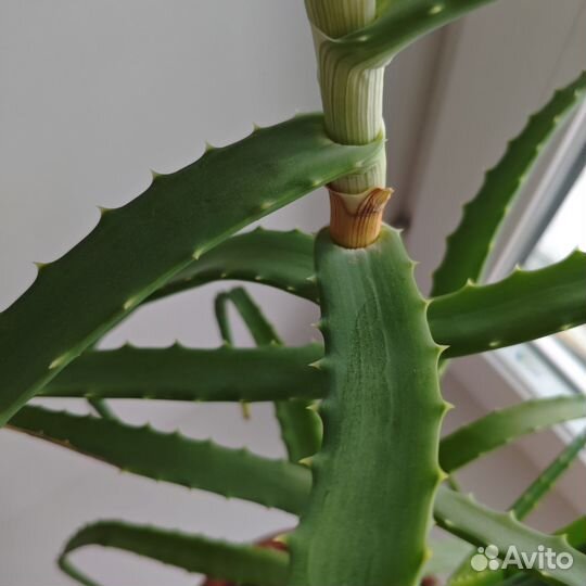 Алоэ вера лечебный