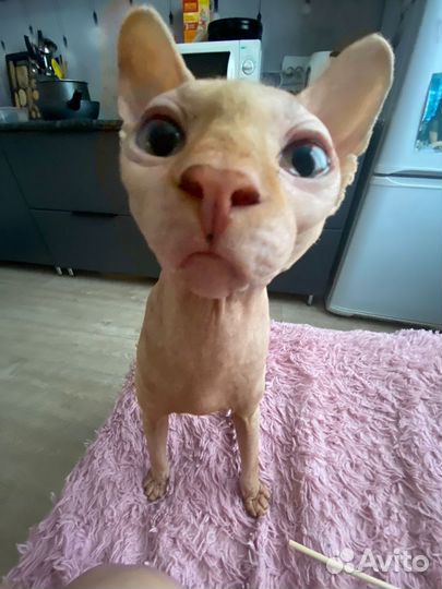 Канадский сфинкс бесплатно