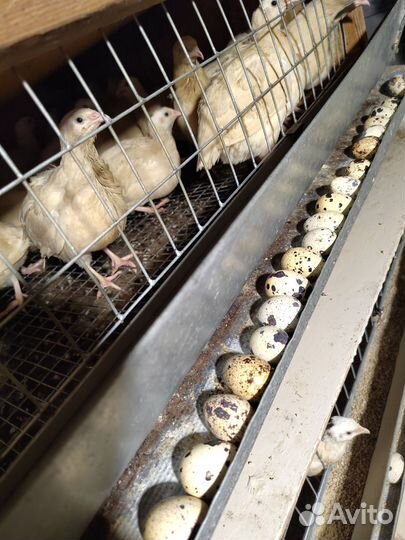 Яйца перепелиные домашние