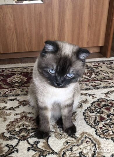 Шотландский кот на вязку