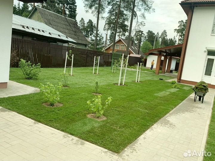 Рулонный газон 