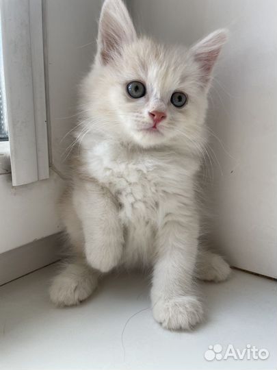 Котята с документами