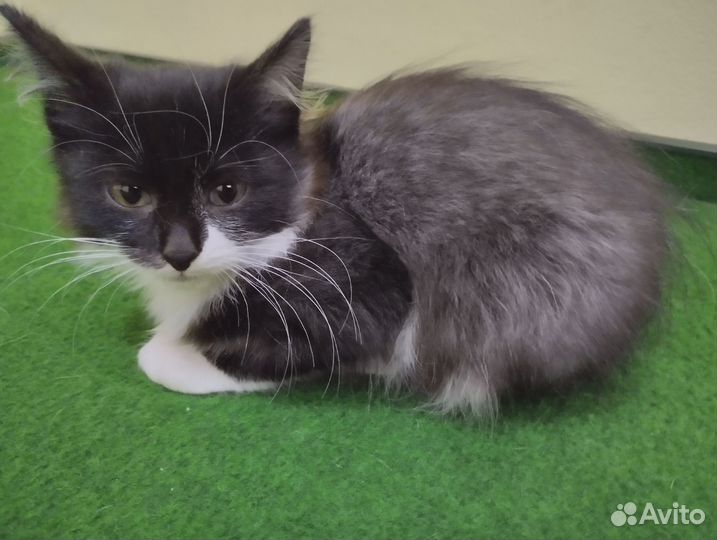 Черный котенок