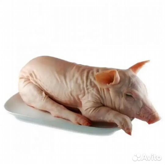 Молочные поросята, молочный поросенок