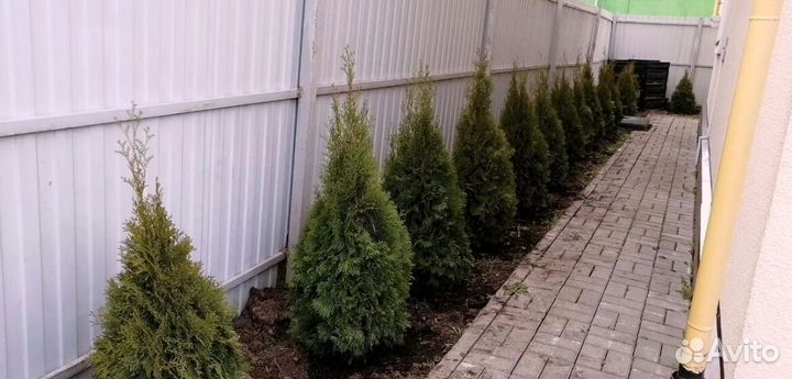 Туя западная