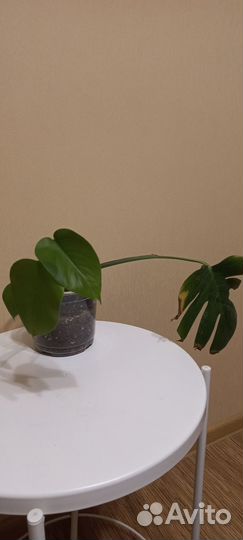 Монстера вариегатная альба