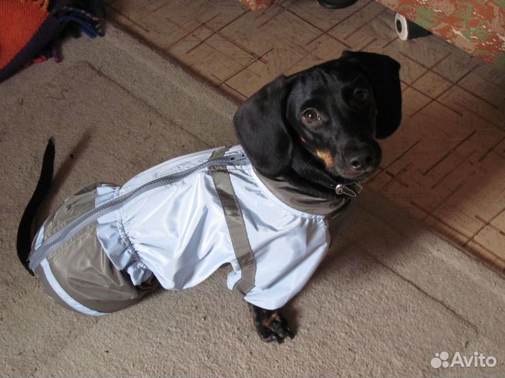 Комбинезон-дождевик для таксы/без доставки