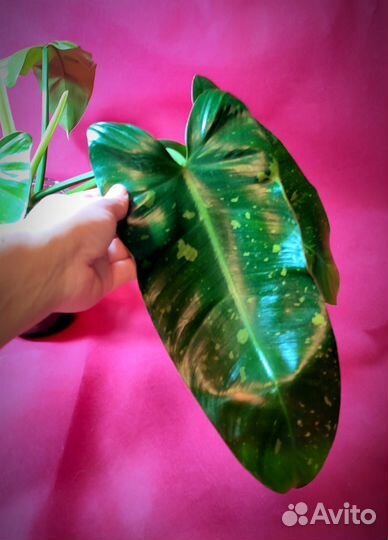 Филодендрон Хосе Буэно