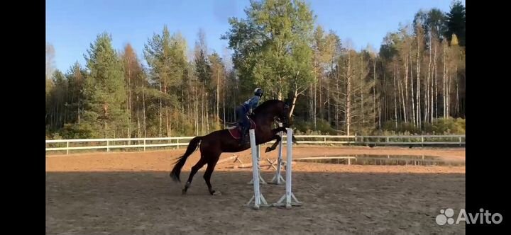 Лошадь в аренду