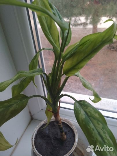 Цветок женское счастье