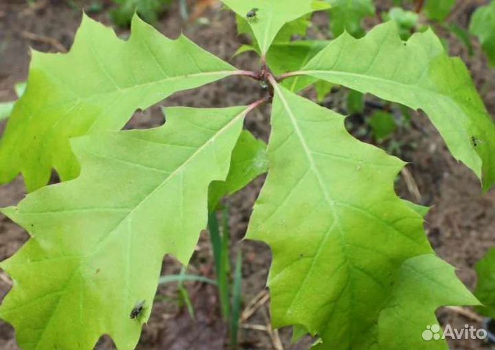 Красный дуб саженцы