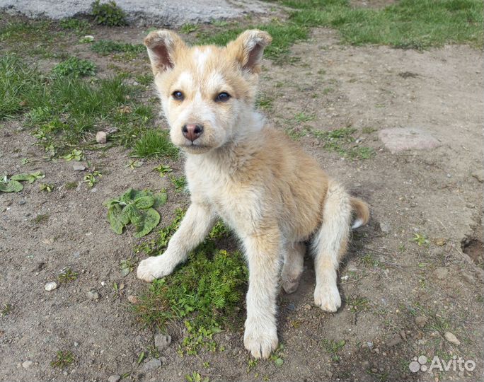 Малышки ищут дом