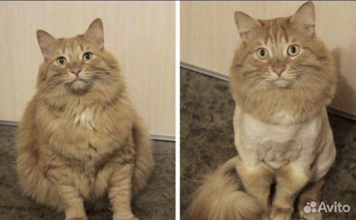 Груминг кошек с выездом