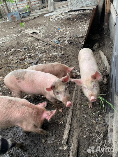 Поросята