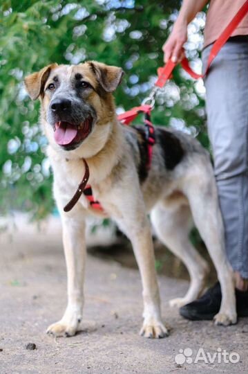 Микс, ещё подросток ему тяжело здесь