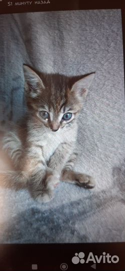 Котёнок маленький