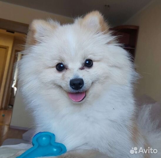 Померанский шпиц вязка