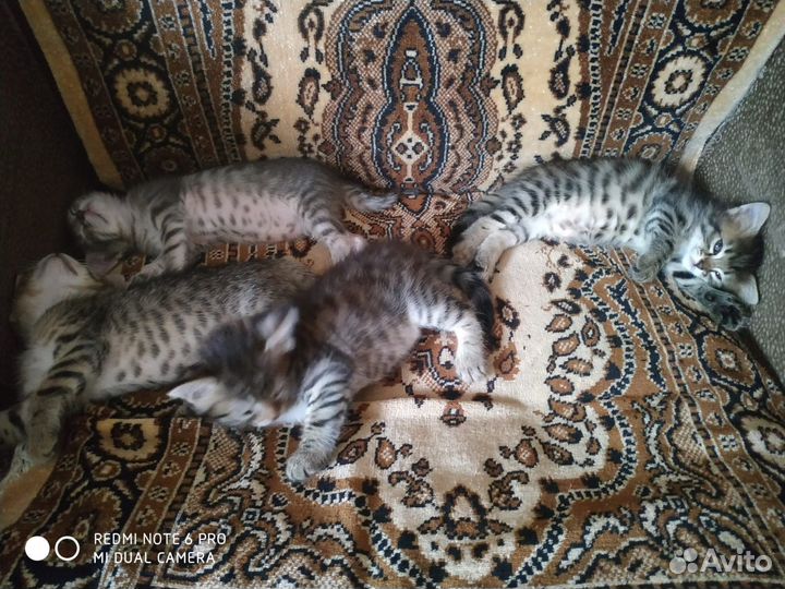 Котята в добрые руки приучены к лотку