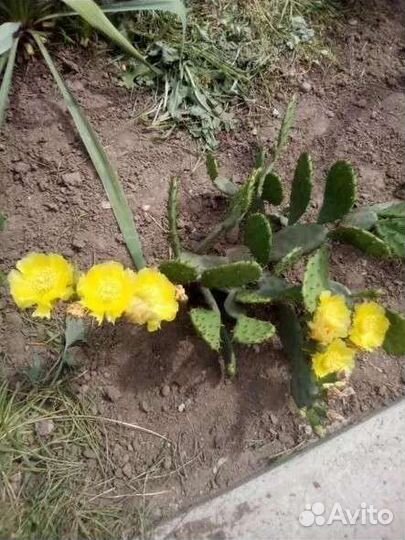 Опунция(уличный кактус)