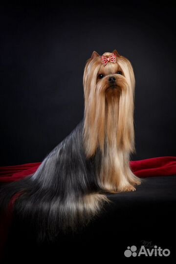 Вязка с достойным стандартным йорком