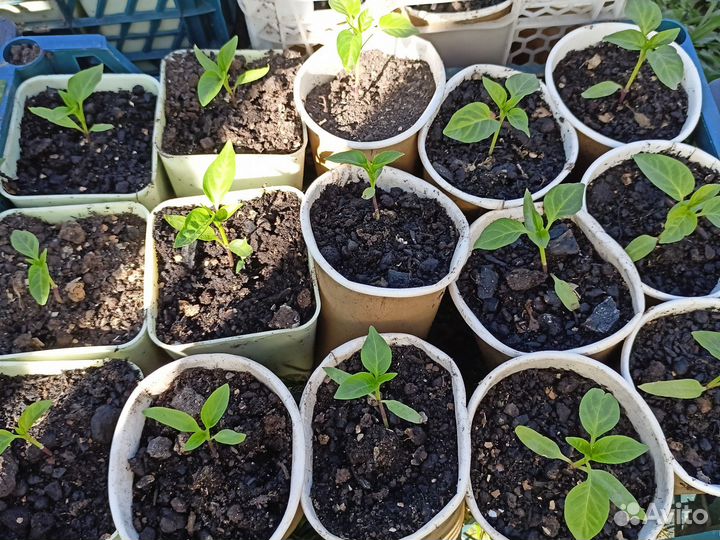 Рассада перца сладкого