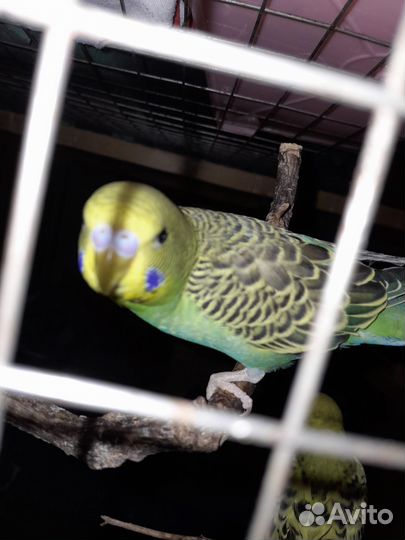 Волнистый попугай мальчик