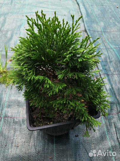 Саженцы хвойных и декоративных растений