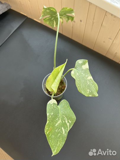 Тайское созвездие монстера