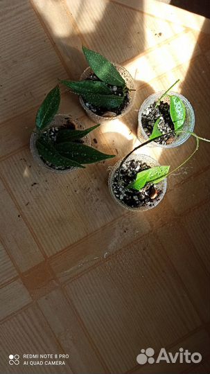 Хойя Денисии