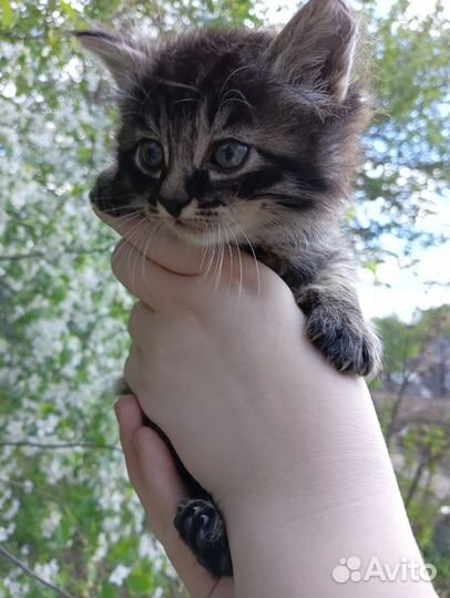 Котята в добрые руки 1 месяц