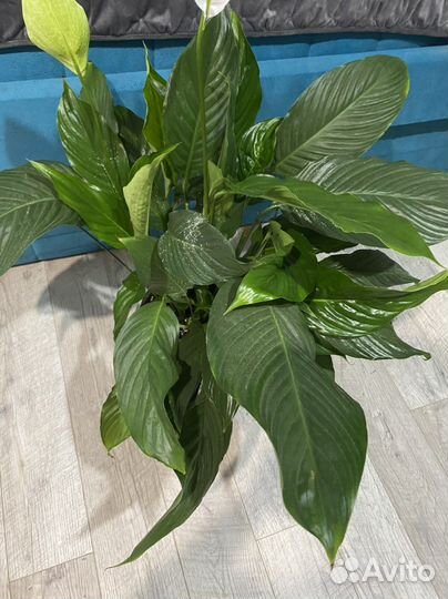 Спатифиллум