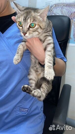 Котенок в добрые руки