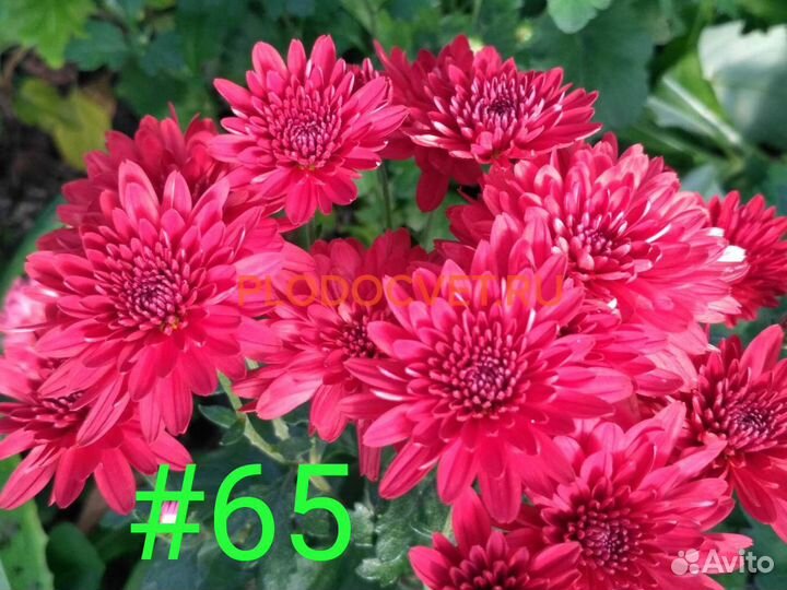 Хризантема мультифлора (70сортов)