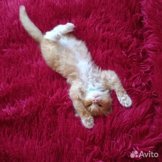 Котик ищет дом