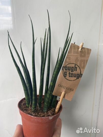 Продам цветы комнатные