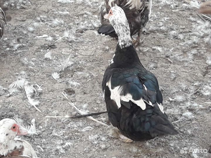 Утки мускусные на племя