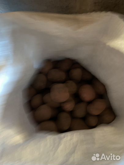 Картошка продажа