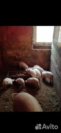 Поросята