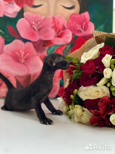 Элитные ориенталы из официального питомника