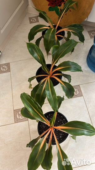 Хлорофитум оранж